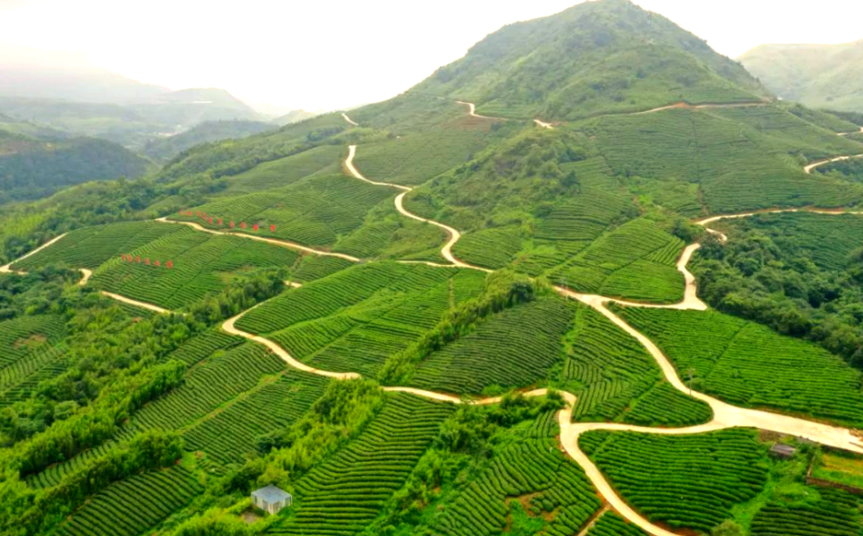 贵州毛峰的历史